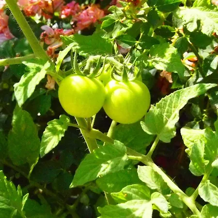 Hotel Emre's Stone House 2*