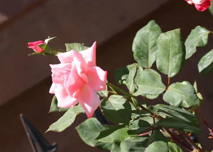 Отель Emre's Stone House