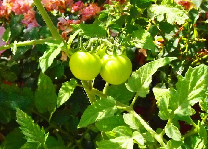 Отель Emre's Stone House 2*